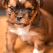 Shih Tzu and Shorkie Puppies from Nana's Happy Pups
