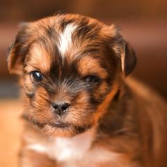 Shih Tzu and Shorkie Puppies from Nana's Happy Pups