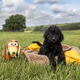 Slinky Dog - Black male Sheepadoodle puppy in Lumberton, Mississippi from Doris’ Darlin Doxies & Doodles