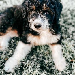 Houston - Black tri-color Aussiedoodle puppy in Ohio from Tranquil Doodles
