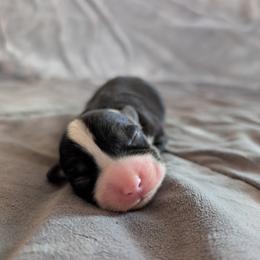 AKC Cardigan Boy 'Ranger - Black and white male Cardigan Welsh Corgi puppy in Tombstone, Arizona from WeVolution Off-Grid