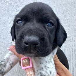 Pink - Black roan female German Shorthaired Pointer puppy in Newton Grove, North Carolina from Wayalife Labradors & Gsp’s
