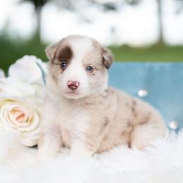 Phoenix - Red merle female Border Collie puppy in Conway, Missouri from 2J 2K Border Collies | Maremma Sheepdogs