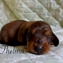 Thelma - Red female Dachshund puppy in Michigan from Hidden Haven Dachshunds