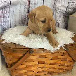 Willow - Yellow female Labrador Retriever puppy in New London, Ohio from C&R Prestige Labrador Retrievers
