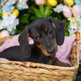 Lulu - Black and tan female Dachshund puppy in Temecula, California from Naomi Magee's Dachshund Kennel