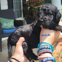 Boy 2 - male Newfypoo puppy in Shelby, Alabama from New Life Family Farm