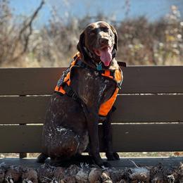 Birdie - German Shorthaired Pointer