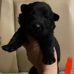 Merlot (Red) - Black female German Shepherd puppy in Pahrump, Nevada from Wachhund Kennels