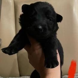 Merlot (Red) - Black female German Shepherd puppy in Pahrump, Nevada from Wachhund Kennels