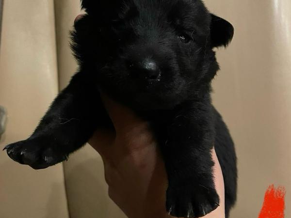 Merlot, black German Shepherd puppy
