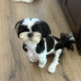 Paris - Black and white female Shih Tzu puppy in Redmond, Oregon from Jazzie Shih Tzu & English Toy Spaniels