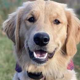 Golden Retrievers from Garrison Goldens