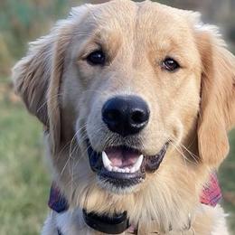 Golden Retrievers from Garrison Goldens