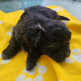 Blue - Black and white male Shichon puppy in Imperial, Missouri from Shichon Teddybear  puppies of Miss