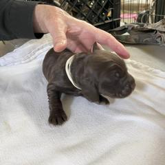 Boykin Spaniel Puppies from Sunstar Kennel