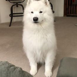 Samoyed Puppies from Calista Samoyeds