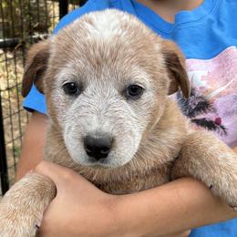 Male 06 - Red speckled male Australian Cattle Dog puppy in Sheridan, Oregon from 6pk Cattledogs
