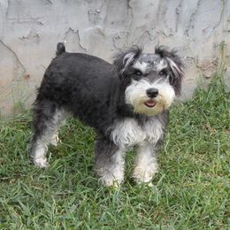 Bernese Mountain Dogs and Miniature Schnauzers from Water Oak Farm