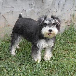 Bernese Mountain Dogs and Miniature Schnauzers from Water Oak Farm