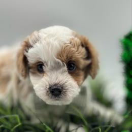 Kane - Red male Havapoo puppy in Loveland, Colorado from Littledoodles2love
