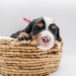 Taylor - Tri-color female Bernedoodle puppy in Saratoga Springs, Utah from Saratoga Springs Doodles