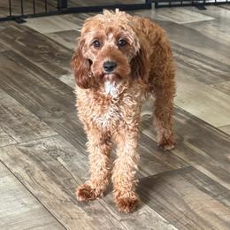 Raven - Red female Cavapoo puppy in Columbus, Montana from Montanas Mountain Bernedoodles