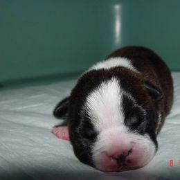 Boston Terrier Puppies from Achates Bostons