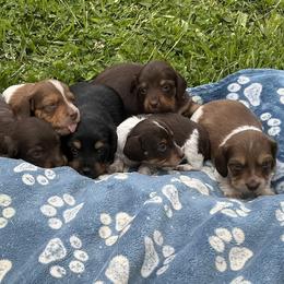 Dachshund puppies from Monroe’s Hillcrest Dachshunds