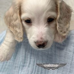 Aston - Piebald Dachshund puppy in Murfreesboro, Tennessee from Kimbrie's Dream Cream Doxies