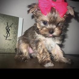 Yorkshire Terrier Puppies from Heaven_sent_toy_yorkies