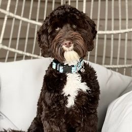 Brisket - Australian Labradoodle