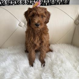 Peppa - Red  female Goldendoodle puppy in Davie, Florida from Daviegoldendoodles