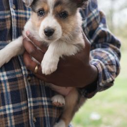 Patches - Blue merle male Miniature Australian Shepherd puppy in Urbana, Ohio from Polar Bear Farms