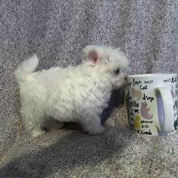Maltese and Siberian Husky Puppies from Karst Tiny Paws Kennel