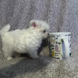 Maltese and Siberian Husky Puppies from Karst Tiny Paws Kennel
