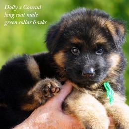Green collar male Dolly and Conrad litter - Black and red male German Shepherd puppy in Chrisney, Indiana from Indiana German Shepherds