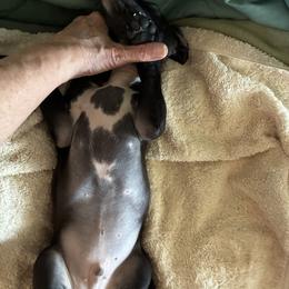 Boy 3 - male Italian Greyhound puppy in Frederick, Maryland from Celeste Italian Greyhounds