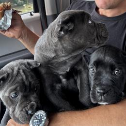 Cane Corso from Clarkrange Corsos