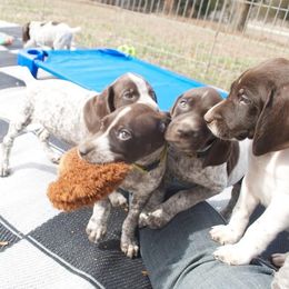 German Shorthaired Pointer and Greater Swiss Mountain Dog Puppies from Suma Kennels