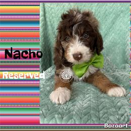 Nacho - Chocolate merle male Bernedoodle puppy in Godwin, North Carolina from Farm Sweet Farm Doodles