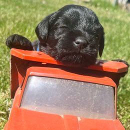 Johnny - Black Miniature Schnauzer puppy in Prescott, Washington from Winona Schnauzers
