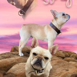 Story - French Bulldog