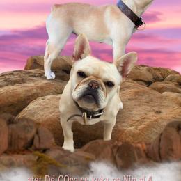 Story - French Bulldog