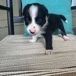 Skywalker - Black and white male Border Collie puppy in Winnsboro, Texas from Pecan Grove Pups