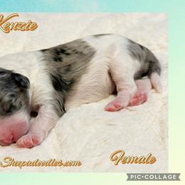 McKenzie - Merle female Sheepadoodle puppy in Roseburg, Oregon from Sharon’s Sheepadoodle’s