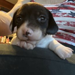 Black and white pie ball - Piebald female Dachshund puppy in Henrico, Virginia from All About Pets