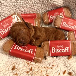 Poodle puppies from Premier Poodle
