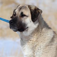 Kunai - Anatolian Shepherd Dog