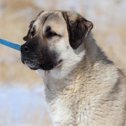 Kunai - Anatolian Shepherd Dog